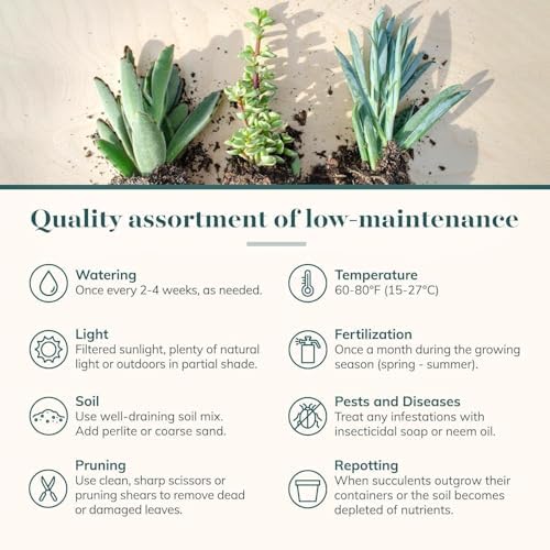 Shop Succulents Everything Mini Succulent Plant Pack – Live Mini Succulent Plants, Assorted Colorful Mix, Easy Care Houseplants – Gardening, Terrariums, Gifts & Party Favors, 2" Pots - Image 5