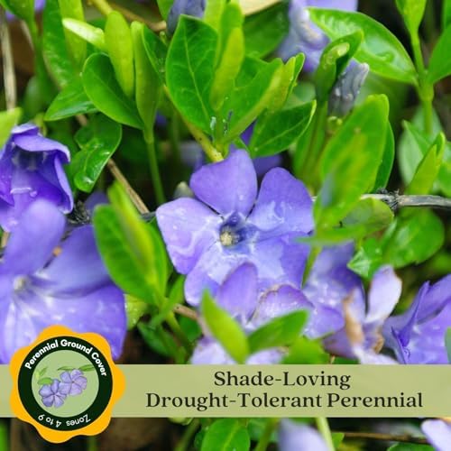 Clovers Garden Creeping Myrtle Periwinkle Plants - Two (2) Live Plants - Non-GMO - Each 4" to 8" Tall - in 4" Pots - Vinca Minor Perennial Ground Cover, Deer Resistant - Image 4