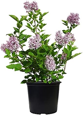 Syringa PATULA `Miss Kim` (Lilac) Shrub, 3-Size Container, Lavender Flowers by GreenPromiseFarms