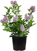 Syringa PATULA `Miss Kim` (Lilac) Shrub, 3-Size Container, Lavender Flowers by GreenPromiseFarms