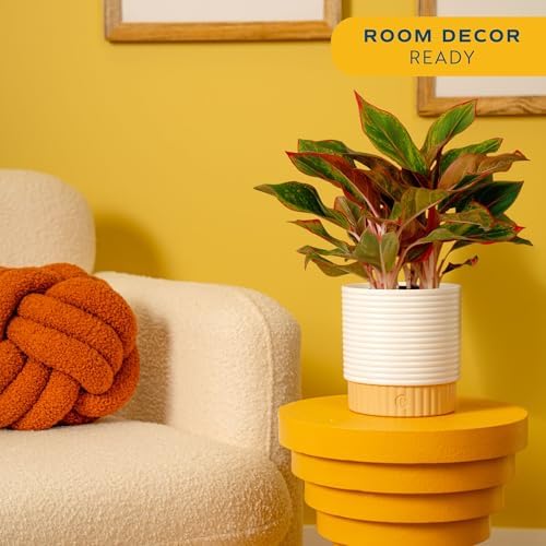 Costa Farms Chinese Evergreen, Live Indoor Plant, Easy Care, Home Decor - Image 2