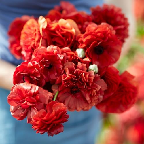 Eden Brothers Ranunculus Bulbs - Chocolate - Image 3