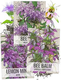 Seed Needs Bee Balm Seeds Variety Pack of 3 Perennial Monarda Flowers by SeedNeeds
