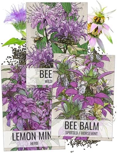 Seed Needs Bee Balm Seeds Variety Pack of 3 Perennial Monarda Flowers by SeedNeeds