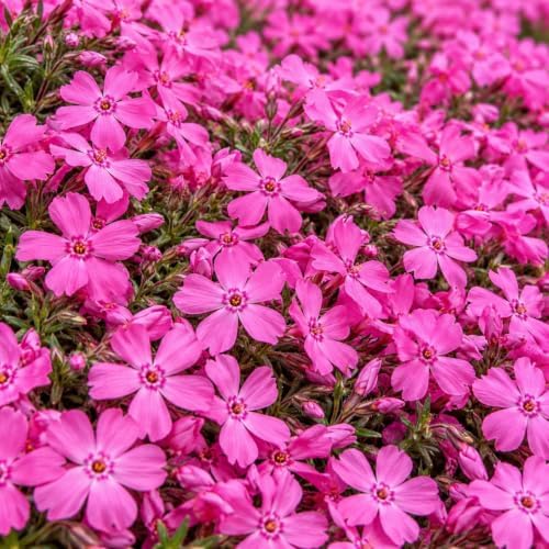 Drummond's Pink Creeping Phlox Ground Cover - Live Plant - 4" Pot - Image 6