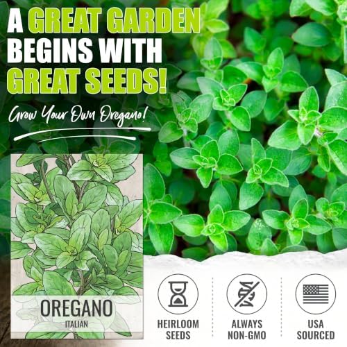 Seed Needs Italian Oregano Seeds to Plant Non-GMO & Heirloom Herbs XL Pack - Image 2