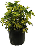 American Plant Exchange Variegated Schefflera Arboricola – 10-Inch Pot – Live Umbrella Plant with Colorful Foliage, Easy Care Shrub for Home, Office, or Garden Decor by AmericanPlantExchange
