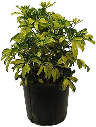 American Plant Exchange Variegated Schefflera Arboricola – 10-Inch Pot – Live Umbrella Plant with Colorful Foliage, Easy Care Shrub for Home, Office, or Garden Decor by AmericanPlantExchange