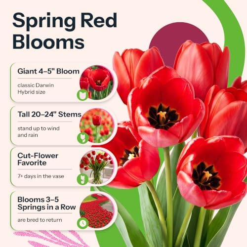 25 Red Darwin Hybrid Tulip Flower Bulbs Tulipa Red Van Eijk - Image 2