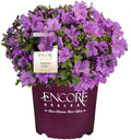 2g Azalea Encore Autumn Lilac Shrub by EncoreAzalea