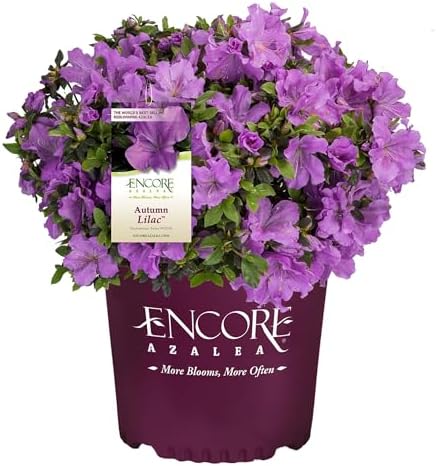 2g Azalea Encore Autumn Lilac Shrub by EncoreAzalea