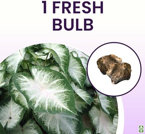 Fancy Leaf Caladium Bulbs for Planting - Large Root Bulb - Aaron - Giant Heart-Shaped Flower Plant - Hardy in Zones 9-11 - Image 3