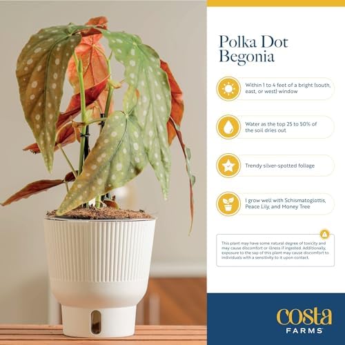 Costa Farms Begonia, Live Indoor Plant, Easy Care, Home Decor - Image 6