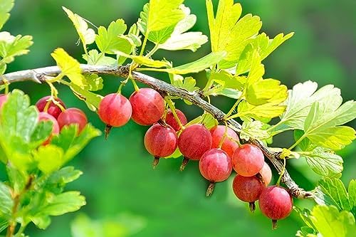 Gooseberry Bush Live Plant, Edible Berry Fruit Shrub, 5-9 Inch Tall - Image 5