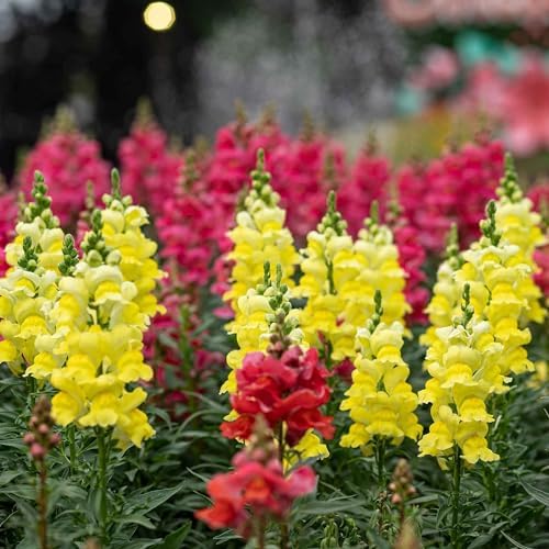 5200+ Snapdragon Seeds for Planting - Mixed Colors Garden Flower Seeds, Tall Varieties for Cut Floral Arrangements and Outdoor Landscapes - Image 5