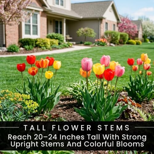 20 Darwin Hybrid Tulip Mix Bulbs – Red Yellow Orange & Pink Spring Flowers - Image 7