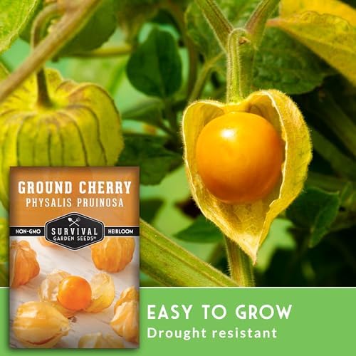 Ground Cherry Seeds for Planting – Husk Cherries (5 Packs) - Image 4