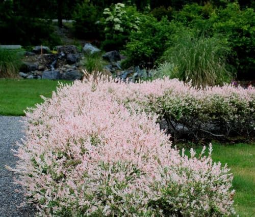 Live Dappled Willow Tree Variegated Tricolor Willow Ornamental Deciduous Bush Flowering Hardy Shrub Plant 6-12 Inc Tall Qt Pot - Image 6