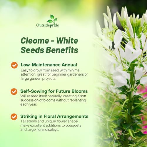 Outsidepride White Cleome Seeds - 1000 Pcs Annual Flower Seeds with Large, Airy, Spidery Blooms, Drought Tolerant Spider Plant for Xeriscaping, Flower Bed, Border, Pollinator, & Cut Flower Garden - Image 3
