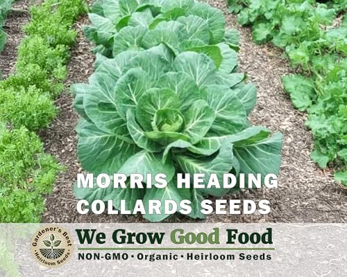 Collard Greens Seeds for Planting (Collards Jumb Combo, 1000, Count) - Image 4