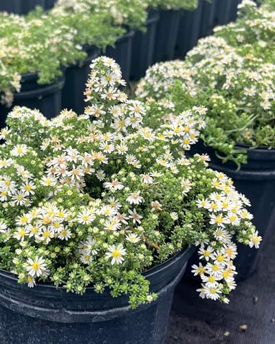 Perennial Farm Aster Ericoides ‘Snow Flurry’ (White Heath Aster) – Live Perennial in #1 Container, Low-Growing White Daisy-Like Blooms, Compact Groundcover, Great for Edging & Pollinator Gardens - Image 4