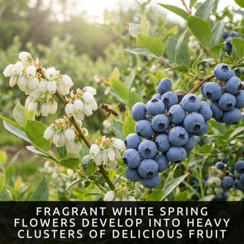 Highbush Blueberry Seeds for Planting | Sweet Berry Shrub | 100 Seeds - Image 2