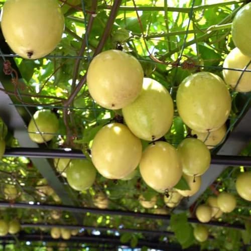Yellow Passion Fruit Live Plant, Fully Rooted Fruit Vine, 5-7 Inch Tall - Image 2