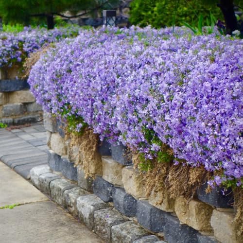 2 Blue Creeping Phlox Plants Live, Perennial Ground Cover, 3-7" Tall in Pot - Image 6