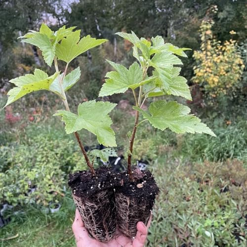 Black Currant Bush Live Plant, Berry Fruit Bush, 6-12 Inch Tall - Image 3