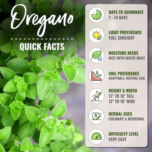 Seed Needs Italian Oregano Seeds to Plant an Herb Garden - 2 Packs - Image 4