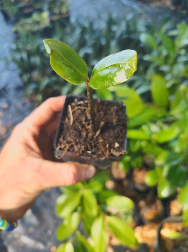 Black Sapote Live Plant – Diospyros nigra – Chocolate Pudding Fruit Tree – Tropical Edible Fruit Tree – Rare Exotic – 3 Inch Pot - Image 2