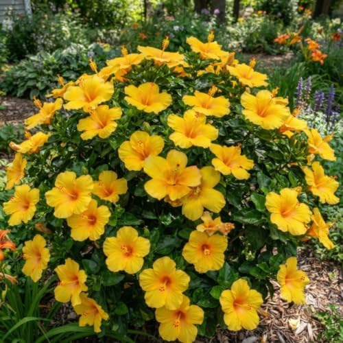 4 Golden Orange Hibiscus Plants Live, Cold Hardy Flower Bush, 4-8" Tall - Image 5