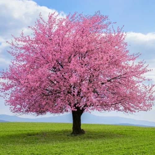 Flowering Almond Tree Plant Live, Ornamental Shrub, 8-12 Inch Tall - Image 3