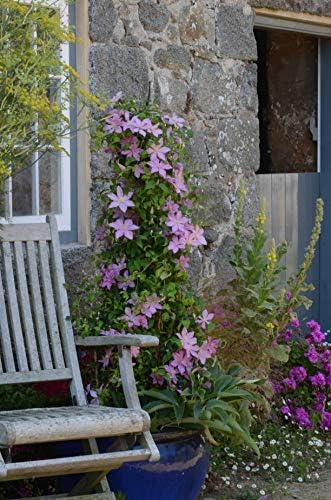 Raymond Evison Clematis - Clematis Sally (Clematis) Perennial, pink flowers, 8`` - Size Container - Image 2