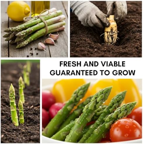 Mary Washington Live Asparagus Bare Root Plants - 2yr Crowns - (5 Crowns) Can Not Ship to California - Image 3