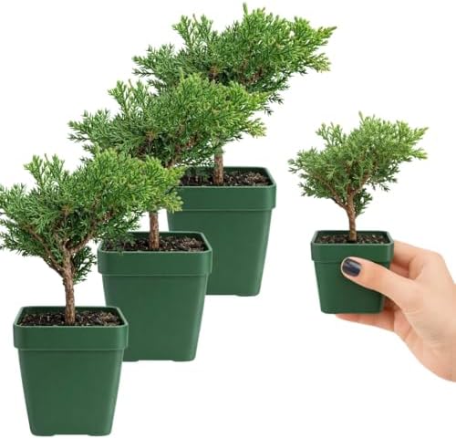 Green Mound Juniper Live, Juniperus Procumbens Nana, 2-Inch Pot, 2-Pack - Image 3