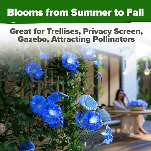 HOME GROWN Heavenly Blue Morning Glory Seeds, 300 Seeds, Ipomoea tricolor - Image 6