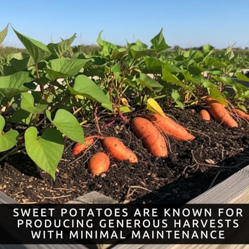 Orange Sweet Potato Slips for Planting – Non-GMO Heirloom Sweet Potato Plants – High Yield Garden Starts – Easy to Grow Vegetable Plants for Home Garden, Raised Beds & Containers (10 Slips) - Image 3