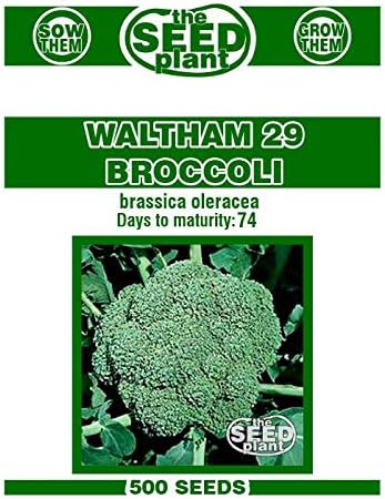 Waltham 29 Broccoli Seeds - 500 Seed Non-GMO by The+Seed+Plant