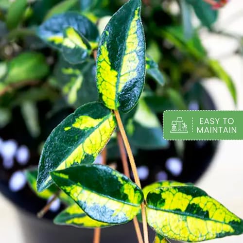 American Plant Exchange Summer Sunset Jasmine – 6-Inch with Pot – Live Fragrant Flowering Vine, Easy Care Plant for Home, Garden, Patio, or Balcony Decor - Image 7