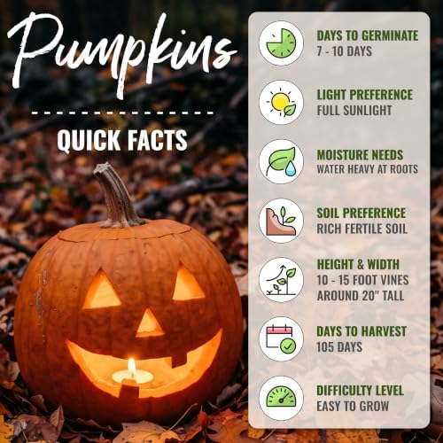Seed Needs Jack O Lantern Pumpkin Seeds to Plant Vegetables - Bulk Pack - Image 4