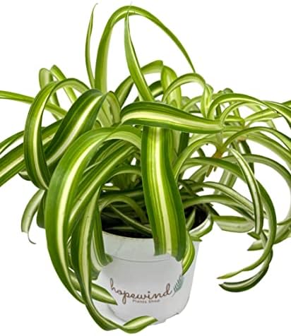 Bonnie Curly Spider Plant, Variegated Curly Leaves, Pet-Friendly, Air Purifying, Easy to Care and Grow Attractive Plant in 4 inch Pot - Hopewind Plants Shop - Image 6