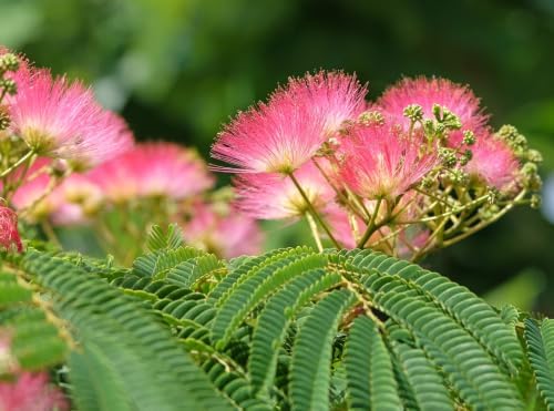 Live Mimosa Tree Seedlings, 5–8 Inch Silk Tree Saplings by CZGrain