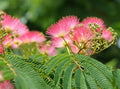 Live Mimosa Tree Seedlings, 5–8 Inch Silk Tree Saplings by CZGrain