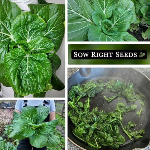 Sow Right Seeds - Bok Choy Seed for Planting Pak Choi Chinese Cabbage 2pk - Image 4