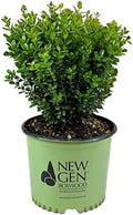 NewGen Freedom Boxwood, Live Evergreen Shrub, 3 Gallon by BloomingBeautiful