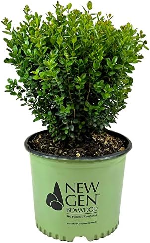 NewGen Freedom Boxwood, Live Evergreen Shrub, 3 Gallon by BloomingBeautiful