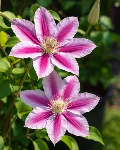 Perennial Farm Clematis 'Dr. Ruppel' Hybrid – Live Flowering Vine in 4 Quart Container, Large Rose-Pink Blooms with Deep Pink Stripes, Long Blooming, Ideal for Trellises, Arbors & Garden Fences by PerennialFarmMarketplace