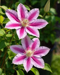 Perennial Farm Clematis 'Dr. Ruppel' Hybrid – Live Flowering Vine in 4 Quart Container, Large Rose-Pink Blooms with Deep Pink Stripes, Long Blooming, Ideal for Trellises, Arbors & Garden Fences by PerennialFarmMarketplace