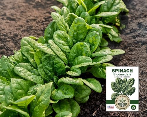 Collards, Kale, Spinach Seeds - Power Greens Variety Pack Collection: - Image 6